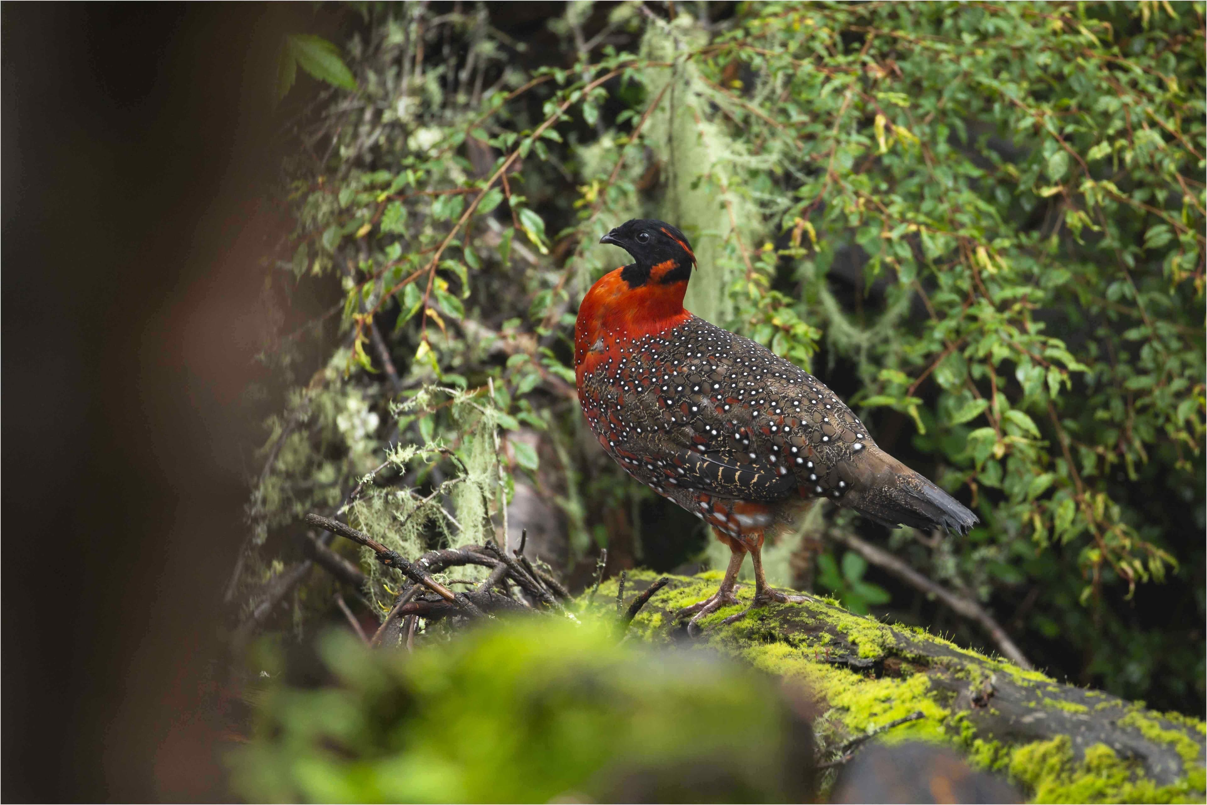 Feathers of Bhutan