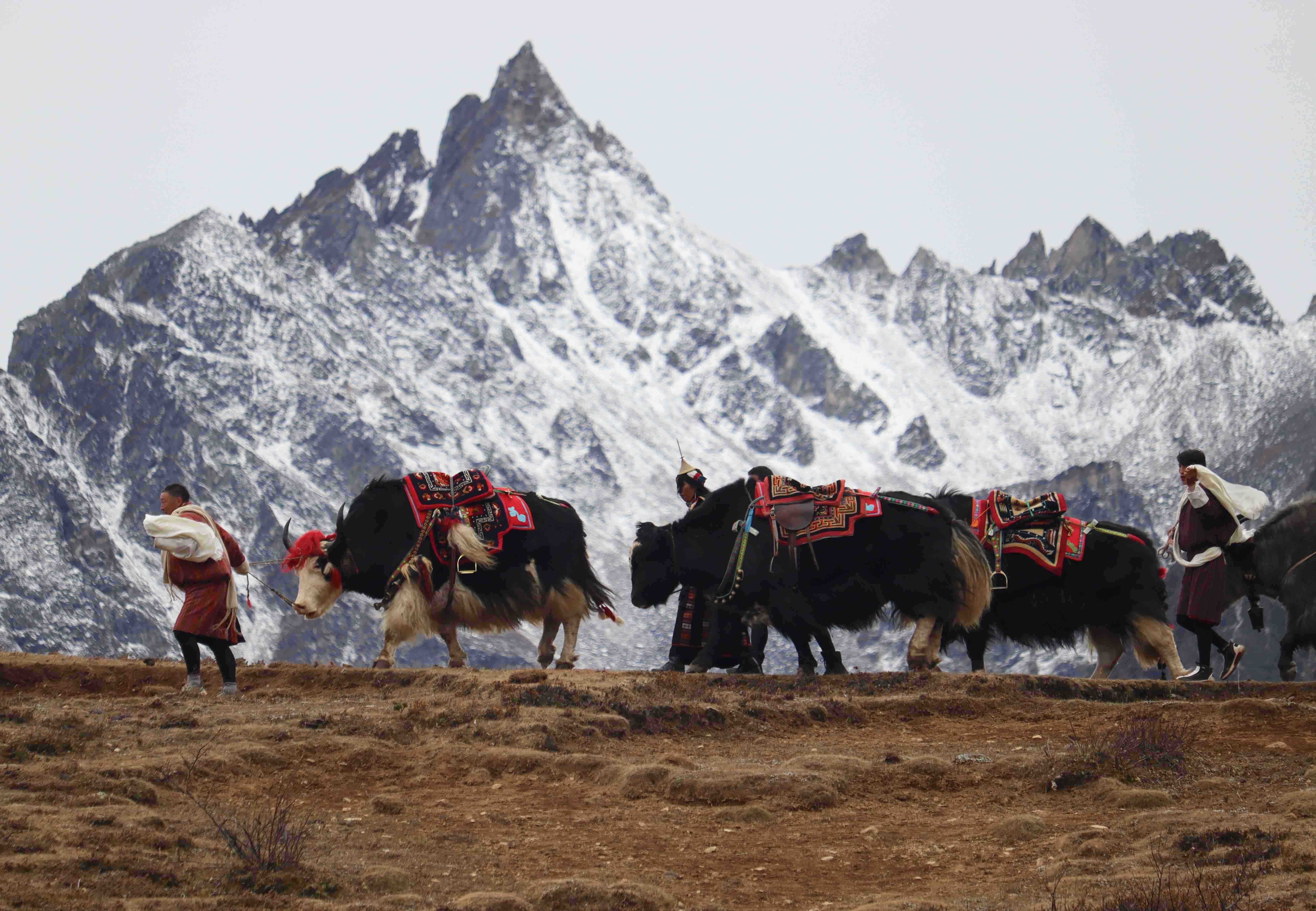 Royal Highland Festival