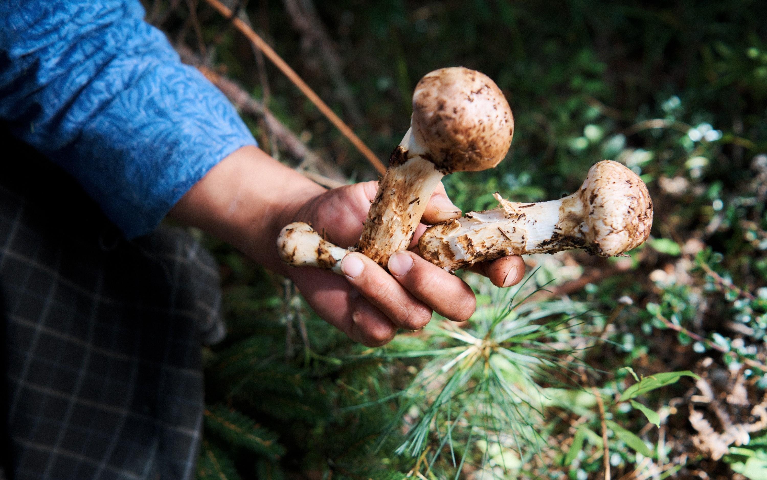 Matsutake Mushroom Festival